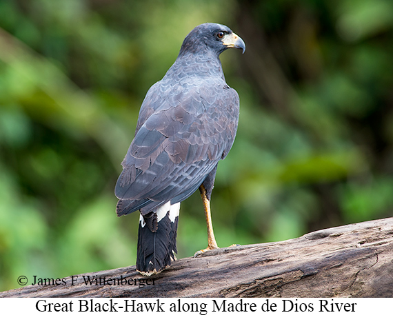 Great Black Hawk - © James F Wittenberger and Exotic Birding LLC