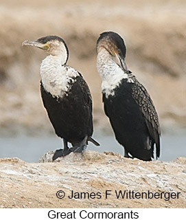 Great Cormorant - © James F Wittenberger and Exotic Birding LLC