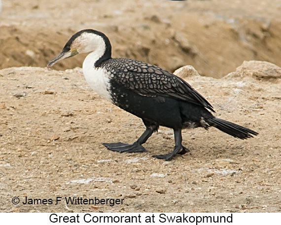 Great Cormorant - © James F Wittenberger and Exotic Birding LLC