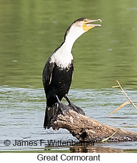 Great Cormorant - © James F Wittenberger and Exotic Birding LLC