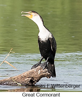 Great Cormorant - © James F Wittenberger and Exotic Birding LLC