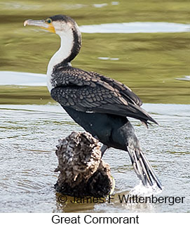 Great Cormorant - © James F Wittenberger and Exotic Birding LLC