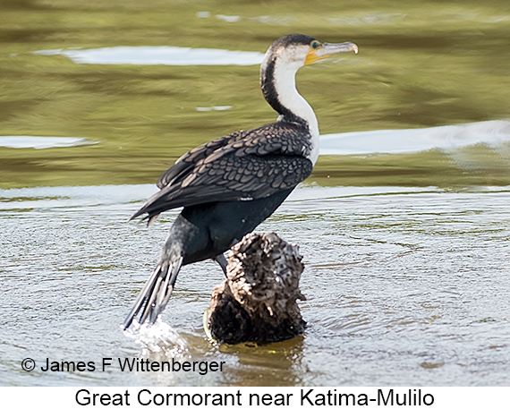 Great Cormorant - © James F Wittenberger and Exotic Birding LLC