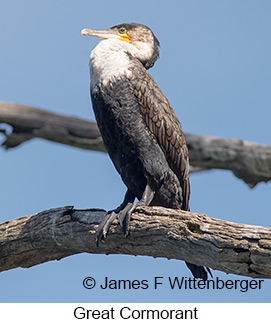 Great Cormorant - © James F Wittenberger and Exotic Birding LLC