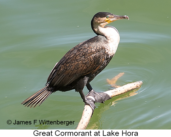 Great Cormorant - © James F Wittenberger and Exotic Birding LLC Great Cormorant - © James F Wittenberger and Exotic Birding LLC