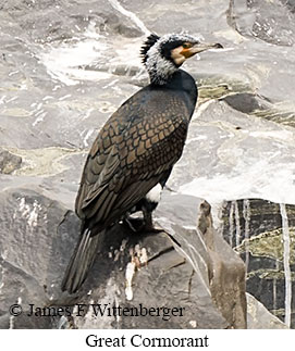 Great Cormorant - © James F Wittenberger and Exotic Birding LLC