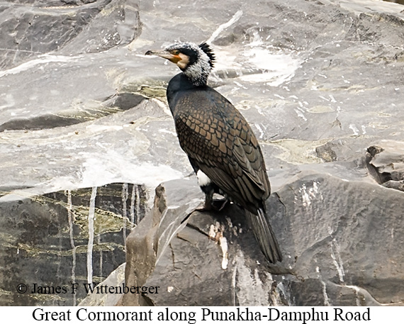 Great Cormorant - © James F Wittenberger and Exotic Birding LLC