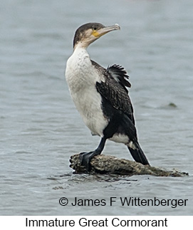 Great Cormorant - © James F Wittenberger and Exotic Birding LLC