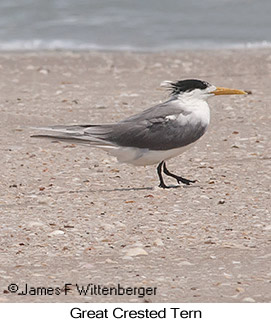 Great Crested Tern - &copy; James F Wittenberger and Exotic Birding LLC