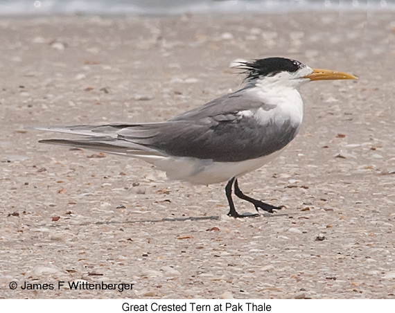 Great Crested Tern - © James F Wittenberger and Exotic Birding LLC