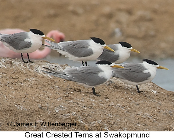 Great Crested Tern - © The Photographer and Exotic Birding LLC