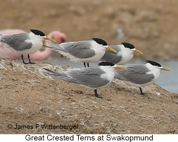 Great Crested Tern - © James F Wittenberger and Exotic Birding LLC