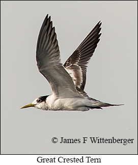 Great Crested Tern - © James F Wittenberger and Exotic Birding LLC Great Crested Tern - © James F Wittenberger and Exotic Birding LLC