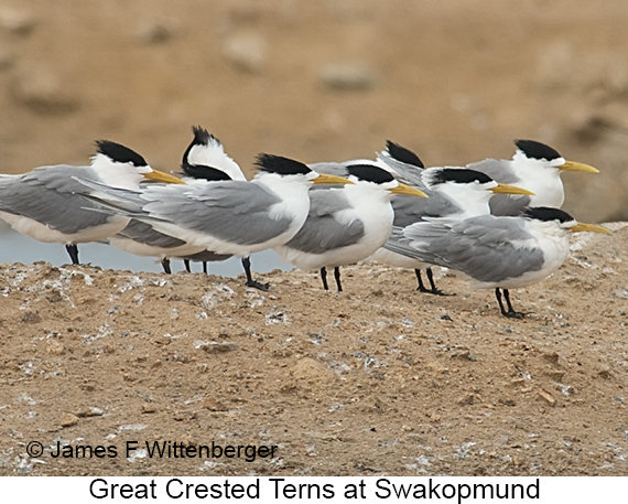 Great Crested Tern - © James F Wittenberger and Exotic Birding LLC