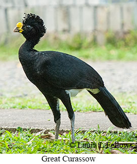 Great Curassow - © Laura L Fellows and Exotic Birding LLC