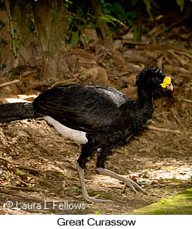 Great Curassow - © Laura L Fellows and Exotic Birding LLC