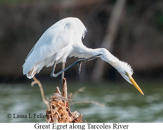 Great Egret - © The Photographer and Exotic Birding LLC