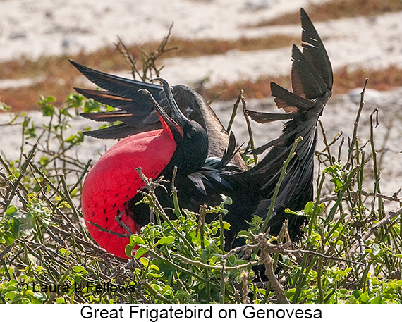 Great Frigatebird - © James F Wittenberger and Exotic Birding LLC