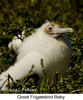 Great Frigatebird - © Laura L Fellows and Exotic Birding LLC