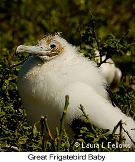 Great Frigatebird - © Laura L Fellows and Exotic Birding LLC Great Frigatebird - © Laura L Fellows and Exotic Birding LLC