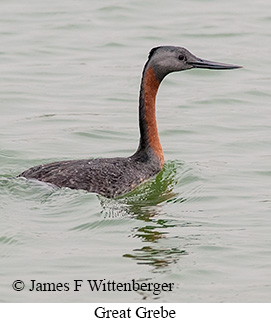 Great Grebe - © James F Wittenberger and Exotic Birding LLC