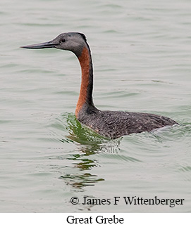 Great Grebe - © James F Wittenberger and Exotic Birding LLC