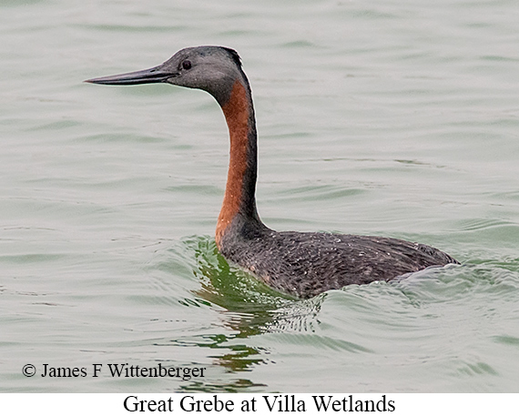 Great Grebe - © James F Wittenberger and Exotic Birding LLC