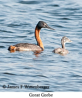 Great Grebe - © James F Wittenberger and Exotic Birding LLC