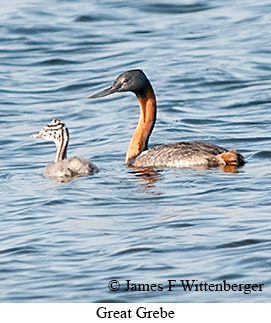 Great Grebe - © James F Wittenberger and Exotic Birding LLC