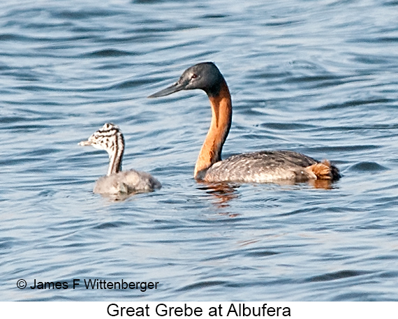 Great Grebe - © James F Wittenberger and Exotic Birding LLC