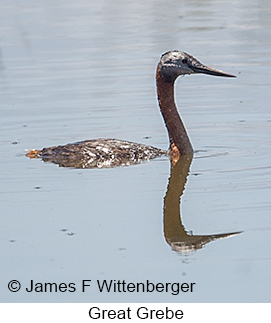 Great Grebe - © James F Wittenberger and Exotic Birding LLC Great Grebe - © James F Wittenberger and Exotic Birding LLC
