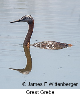 Great Grebe - © James F Wittenberger and Exotic Birding LLC Great Grebe - © James F Wittenberger and Exotic Birding LLC