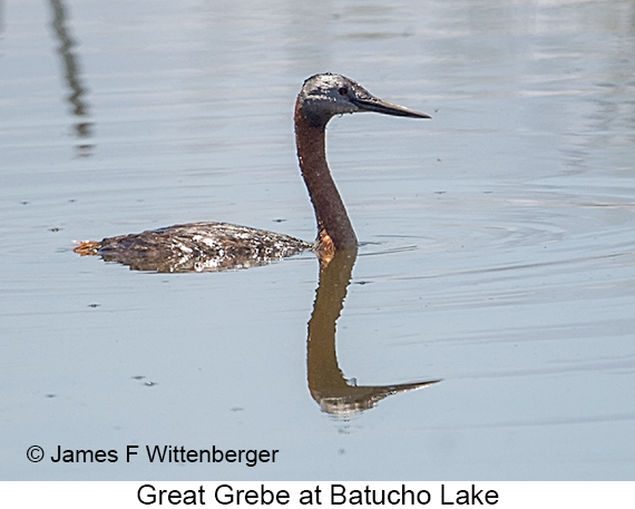 Great Grebe - © James F Wittenberger and Exotic Birding LLC Great Grebe - © James F Wittenberger and Exotic Birding LLC