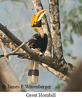 Great Hornbill - © James F Wittenberger and Exotic Birding LLC