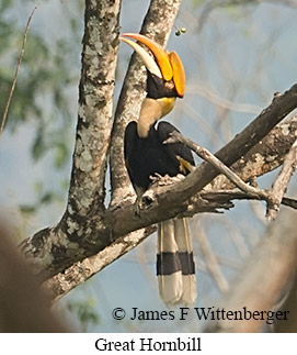 Great Hornbill - © James F Wittenberger and Exotic Birding LLC