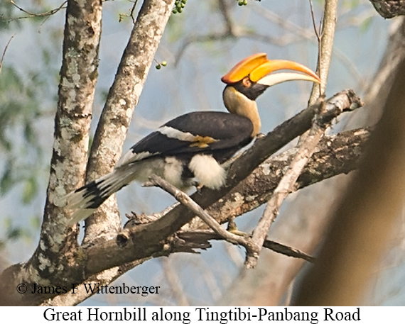 Great Hornbill - © James F Wittenberger and Exotic Birding LLC