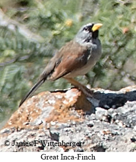 Great Inca-Finch - © James F Wittenberger and Exotic Birding LLC