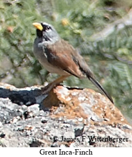 Great Inca-Finch - © James F Wittenberger and Exotic Birding LLC