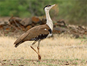 Great Indian Bustard