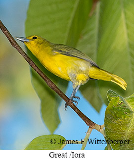 Great Iora - © James F Wittenberger and Exotic Birding LLC Great Iora - © James F Wittenberger and Exotic Birding LLC