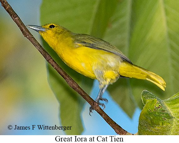 Great Iora - © James F Wittenberger and Exotic Birding LLC Great Iora - © James F Wittenberger and Exotic Birding LLC