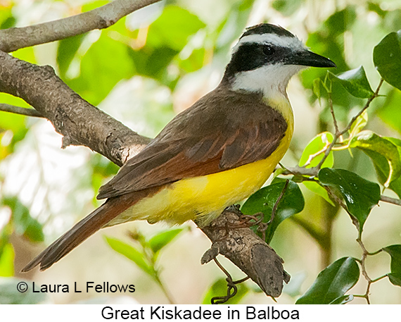 Great Kiskadee - © The Photographer and Exotic Birding LLC