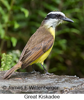 Great Kiskadee - © James F Wittenberger and Exotic Birding LLC