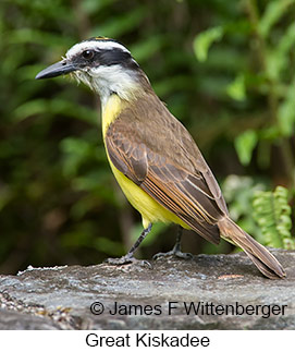 Great Kiskadee - © James F Wittenberger and Exotic Birding LLC