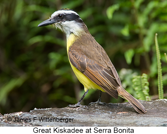 Great Kiskadee - © James F Wittenberger and Exotic Birding LLC