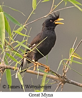 Great Myna - © James F Wittenberger and Exotic Birding LLC
