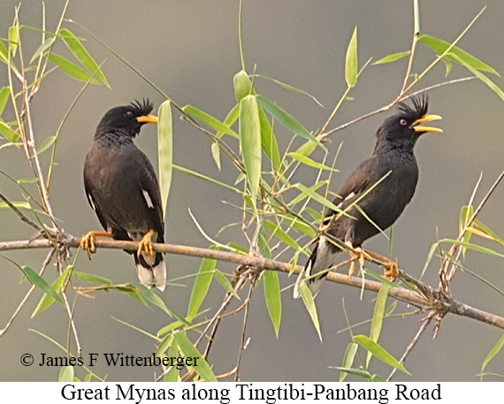 Great Myna - © James F Wittenberger and Exotic Birding LLC Great Myna - © James F Wittenberger and Exotic Birding LLC