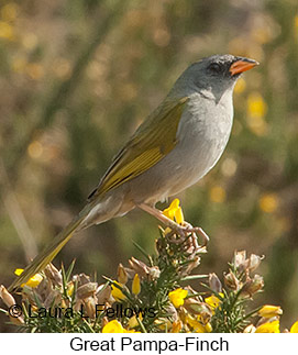 Great Pampa-Finch - © Laura L Fellows and Exotic Birding LLC