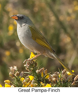 Great Pampa-Finch - © Laura L Fellows and Exotic Birding LLC