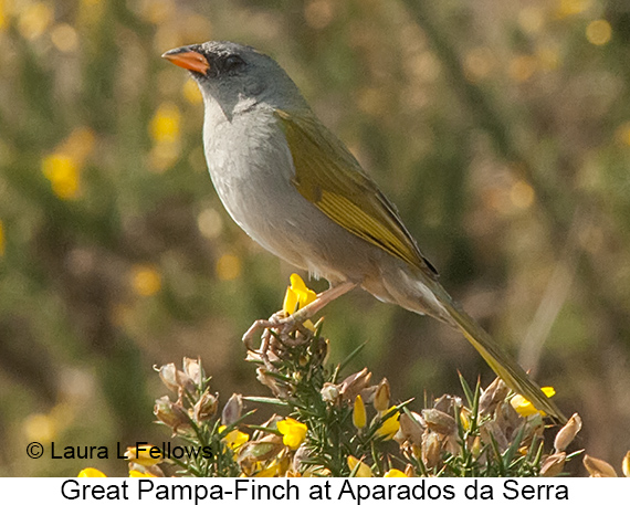 Great Pampa-Finch - © Laura L Fellows and Exotic Birding LLC